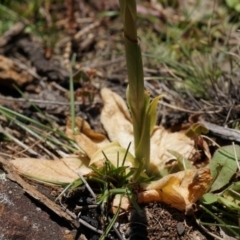 Pterostylidinae (greenhood alliance) at Mount Majura - 29 Sep 2014