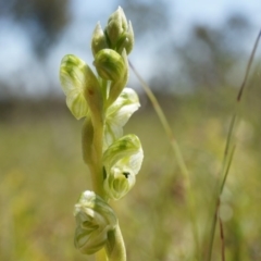 Hymenochilus cycnocephalus (Swan greenhood) at Mount Majura - 29 Sep 2014 by AaronClausen