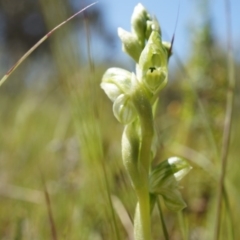 Hymenochilus cycnocephalus at Majura, ACT - suppressed