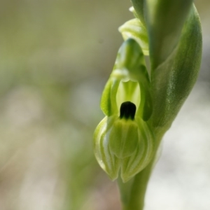 Hymenochilus bicolor (ACT) = Pterostylis bicolor (NSW) at Majura, ACT - suppressed