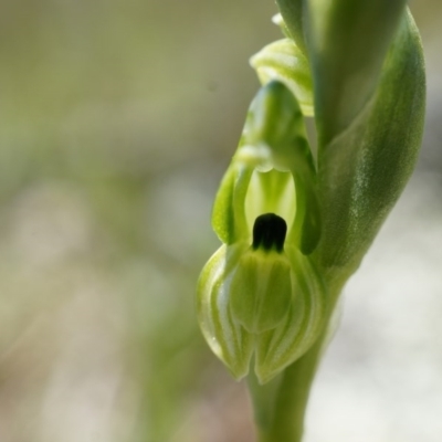 Hymenochilus bicolor (Black-tip Greenhood) at Mount Majura - 29 Sep 2014 by AaronClausen