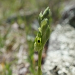 Hymenochilus bicolor (ACT) = Pterostylis bicolor (NSW) at Majura, ACT - suppressed