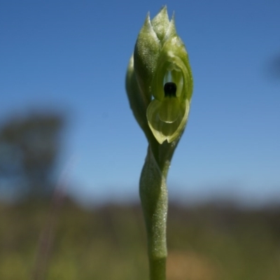 Hymenochilus bicolor (ACT) = Pterostylis bicolor (NSW) (Black-tip Greenhood) at Majura, ACT - 29 Sep 2014 by AaronClausen