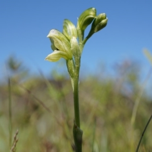 Hymenochilus bicolor (ACT) = Pterostylis bicolor (NSW) at Majura, ACT - suppressed