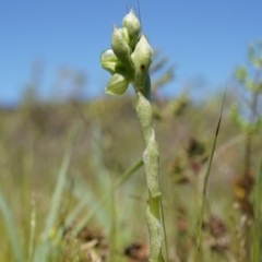 Hymenochilus bicolor (ACT) = Pterostylis bicolor (NSW) at Majura, ACT - suppressed