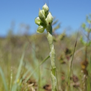 Hymenochilus bicolor (ACT) = Pterostylis bicolor (NSW) at Majura, ACT - suppressed