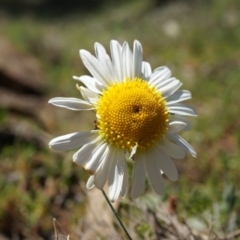 Brachyscome diversifolia var. diversifolia (Large-headed Daisy) at Mount Majura - 29 Sep 2014 by AaronClausen