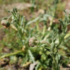 Brachyscome diversifolia var. diversifolia at Canberra Central, ACT - 29 Sep 2014