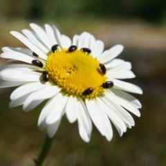 Brachyscome diversifolia var. diversifolia (Large-headed Daisy) at Hackett, ACT - 29 Sep 2014 by AaronClausen