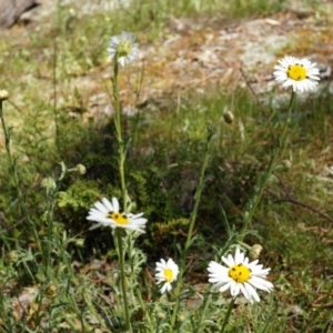 Brachyscome diversifolia var. diversifolia at Hackett, ACT - 29 Sep 2014