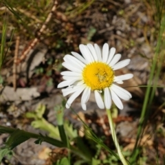 Brachyscome diversifolia var. diversifolia (Large-headed Daisy) at Mount Majura - 29 Sep 2014 by AaronClausen