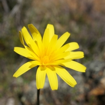 Microseris walteri (Yam Daisy, Murnong) at Mount Majura - 29 Sep 2014 by AaronClausen