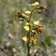 Diuris pardina (Leopard Doubletail) at Majura, ACT - 29 Sep 2014 by AaronClausen