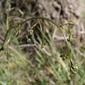 Dianella revoluta var. revoluta at Hackett, ACT - 29 Sep 2014