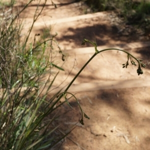 Dianella revoluta var. revoluta at Hackett, ACT - 29 Sep 2014