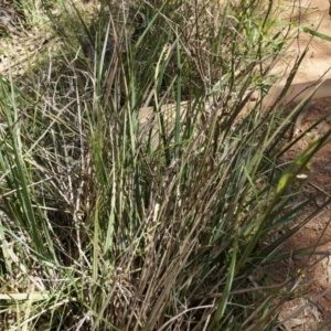 Dianella revoluta var. revoluta at Hackett, ACT - 29 Sep 2014