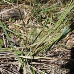 Dianella revoluta var. revoluta at Hackett, ACT - 29 Sep 2014