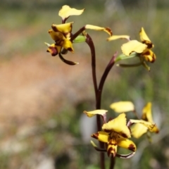 Diuris pardina (Leopard Doubletail) at Mount Majura - 29 Sep 2014 by AaronClausen