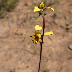 Diuris pardina at Majura, ACT - 29 Sep 2014