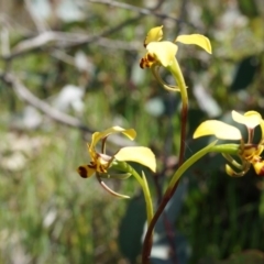 Diuris pardina (Leopard Doubletail) at Mount Majura - 29 Sep 2014 by AaronClausen