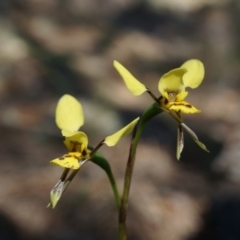 Diuris sp. (A Donkey Orchid) at Canberra Central, ACT - 29 Sep 2014 by AaronClausen