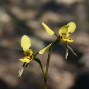 Diuris sp. at Canberra Central, ACT - 29 Sep 2014