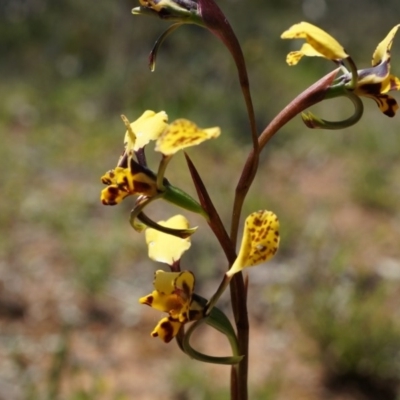 Diuris pardina (Leopard Doubletail) at Mount Majura - 29 Sep 2014 by AaronClausen