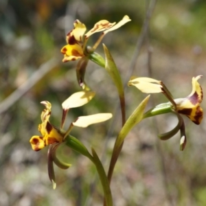 Diuris pardina at Majura, ACT - 29 Sep 2014