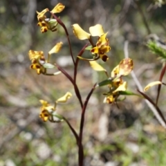 Diuris pardina at Majura, ACT - 29 Sep 2014