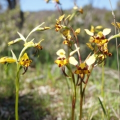 Diuris pardina at Majura, ACT - 29 Sep 2014