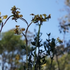 Diuris pardina at Majura, ACT - 29 Sep 2014