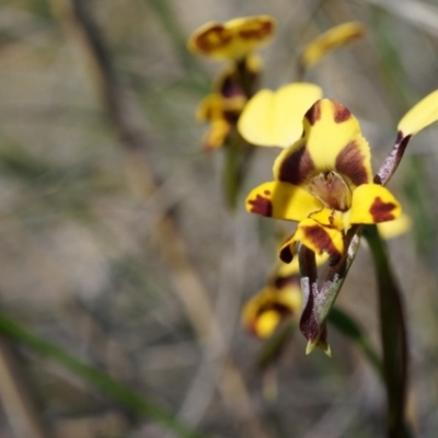 Diuris sp. (A Donkey Orchid) at Mount Majura - 29 Sep 2014 by AaronClausen