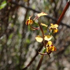 Diuris sp. at Canberra Central, ACT - suppressed