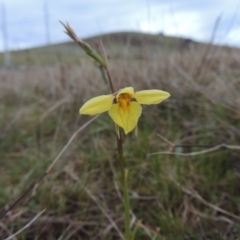 Diuris chryseopsis (Golden Moth) at Tuggeranong Hill - 24 Sep 2014 by MichaelBedingfield