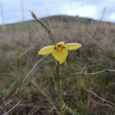 Diuris chryseopsis (Golden Moth) at Tuggeranong Hill - 24 Sep 2014 by michaelb