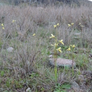 Diuris chryseopsis at Tuggeranong Hill - 24 Sep 2014