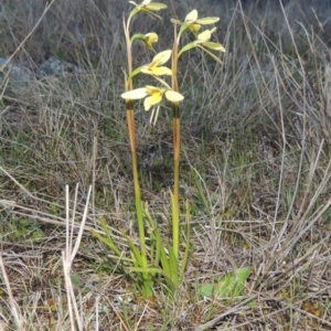 Diuris chryseopsis at Tuggeranong Hill - suppressed