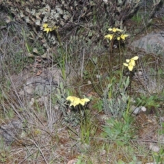 Diuris chryseopsis at Tuggeranong Hill - suppressed