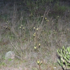 Diuris chryseopsis at Tuggeranong Hill - suppressed