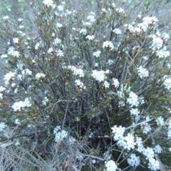 Leucopogon virgatus (Common Beard-heath) at Theodore, ACT - 24 Sep 2014 by michaelb