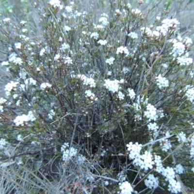 Leucopogon virgatus (Common Beard-heath) at Theodore, ACT - 24 Sep 2014 by MichaelBedingfield