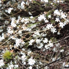 Leucopogon virgatus (Common Beard-heath) at Rob Roy Range - 24 Sep 2014 by michaelb