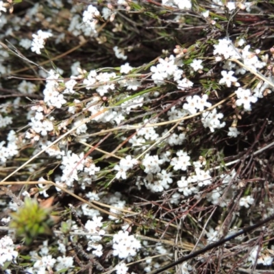 Leucopogon virgatus (Common Beard-heath) at Rob Roy Range - 24 Sep 2014 by michaelb