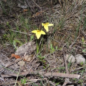 Diuris chryseopsis at Tuggeranong DC, ACT - 24 Sep 2014