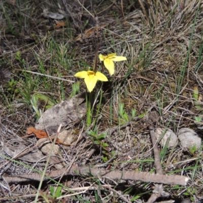 Diuris chryseopsis (Golden Moth) at Rob Roy Range - 24 Sep 2014 by michaelb