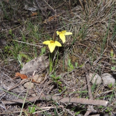 Diuris chryseopsis (Golden Moth) at Tuggeranong DC, ACT - 24 Sep 2014 by MichaelBedingfield