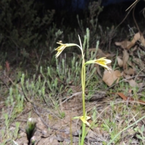 Diuris chryseopsis at Tuggeranong DC, ACT - 24 Sep 2014