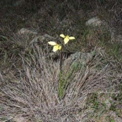 Diuris chryseopsis (Golden Moth) at Tuggeranong DC, ACT - 24 Sep 2014 by michaelb