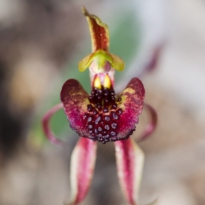 Caladenia actensis at suppressed - 27 Sep 2014