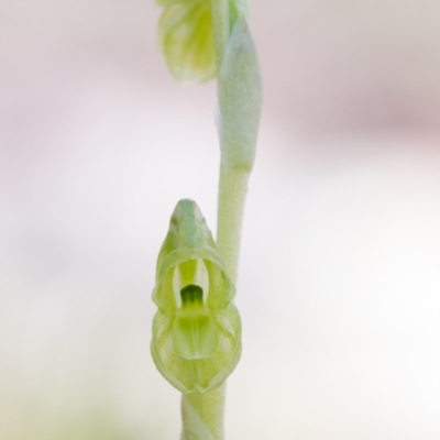 Hymenochilus muticus (Midget Greenhood) at Kowen, ACT - 27 Sep 2014 by TobiasHayashi